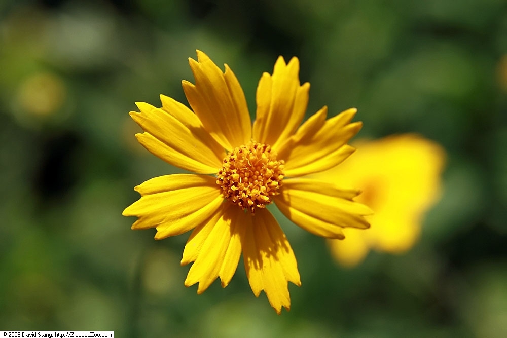 Close up of flower