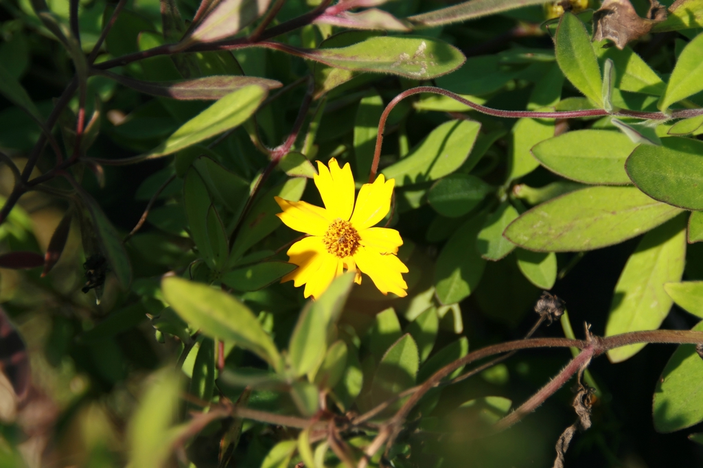 Flower, stems and leaves