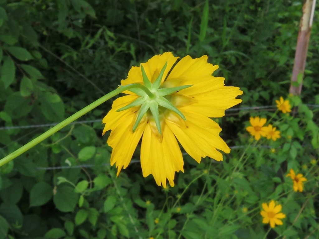 Back of "flower" showing dimorphic bracts