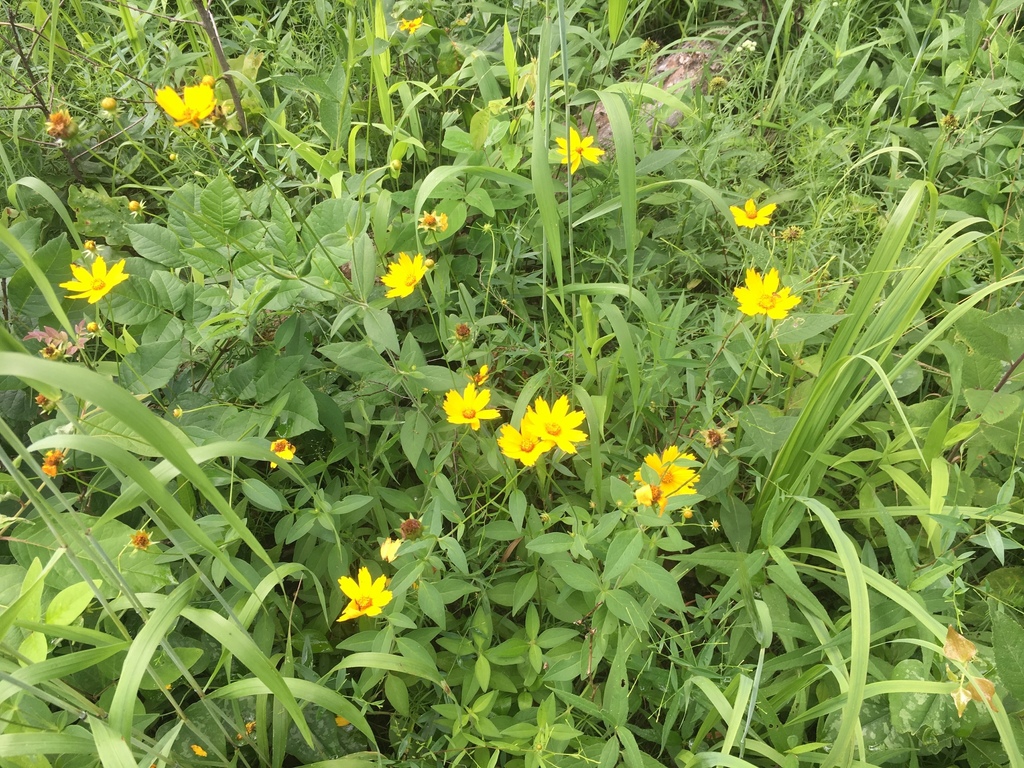 Plant with yellow daisy "flowers" growing among grasses.