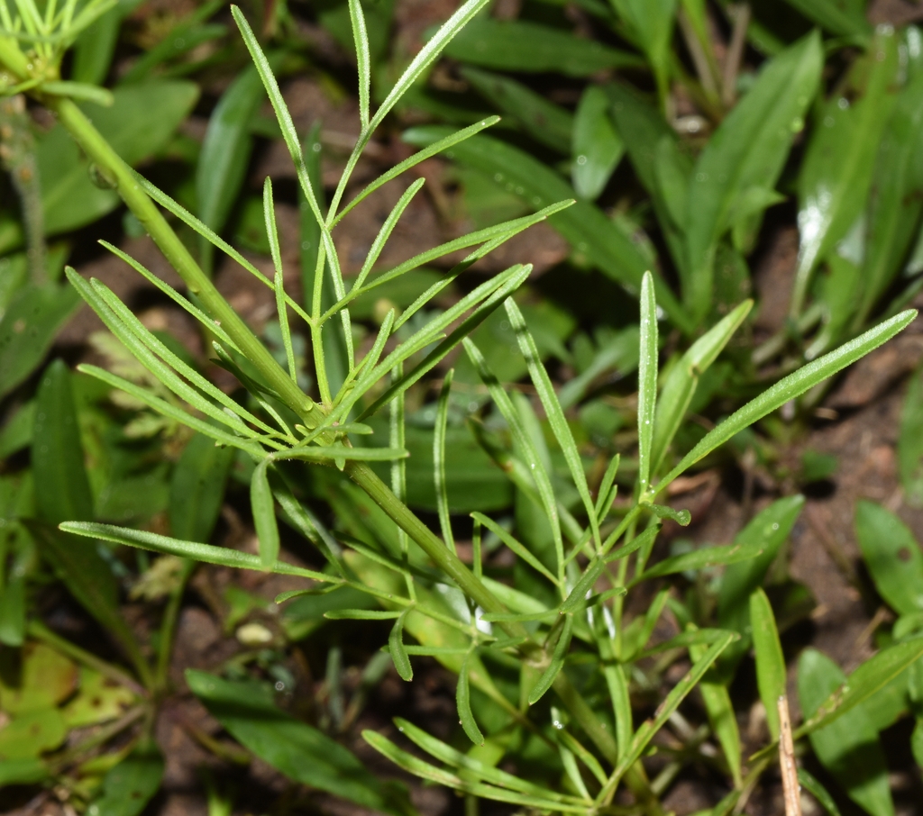 Leaves