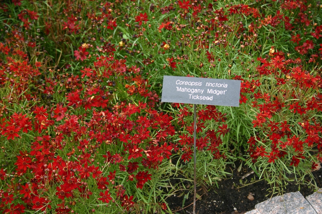 'Mahogany Midget' flowers