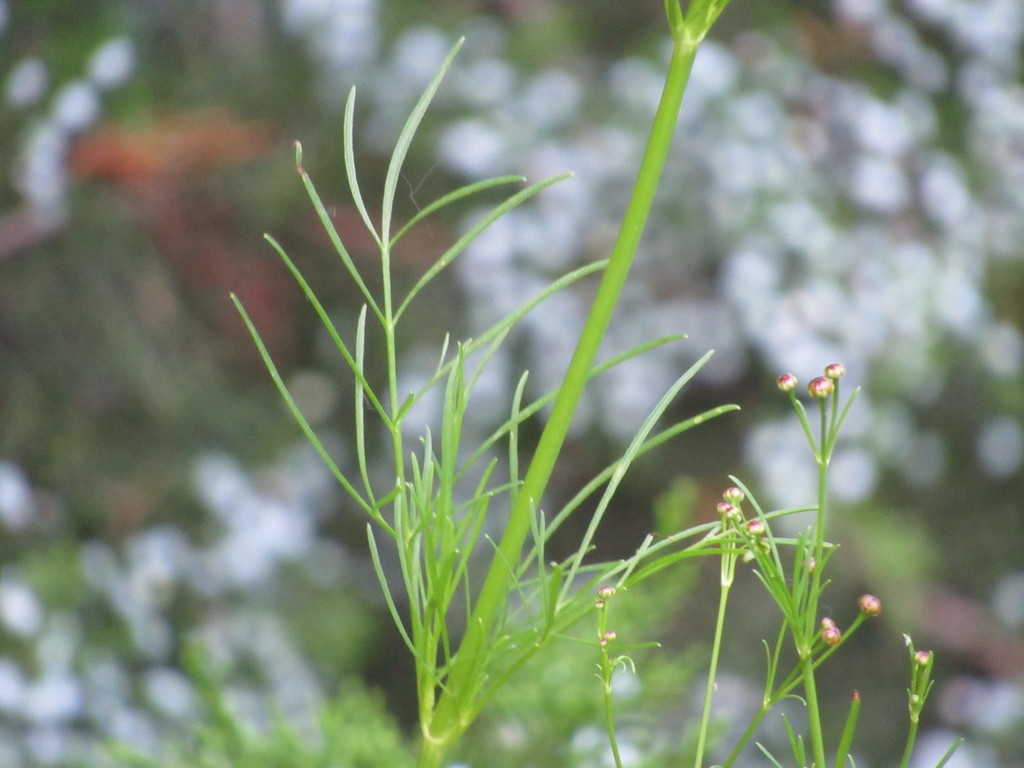 Leaves and stem