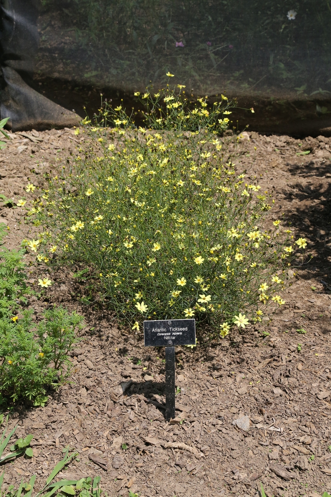 leaves and flowers