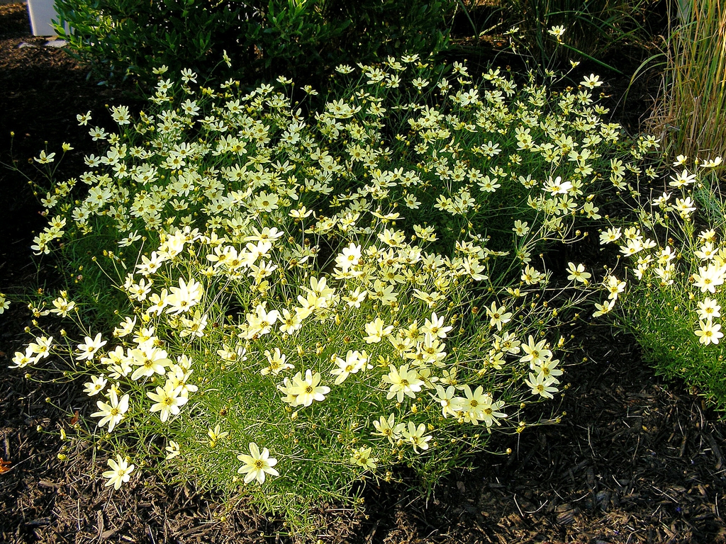 Form