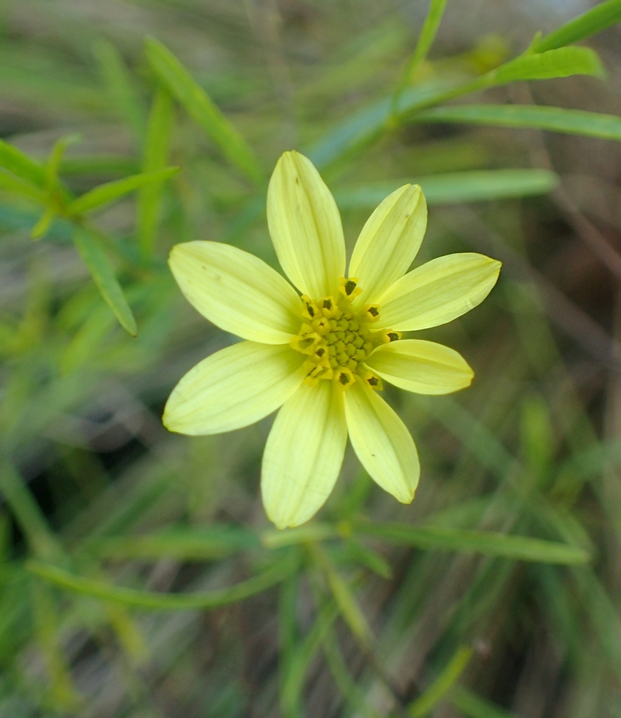 Close up of flower