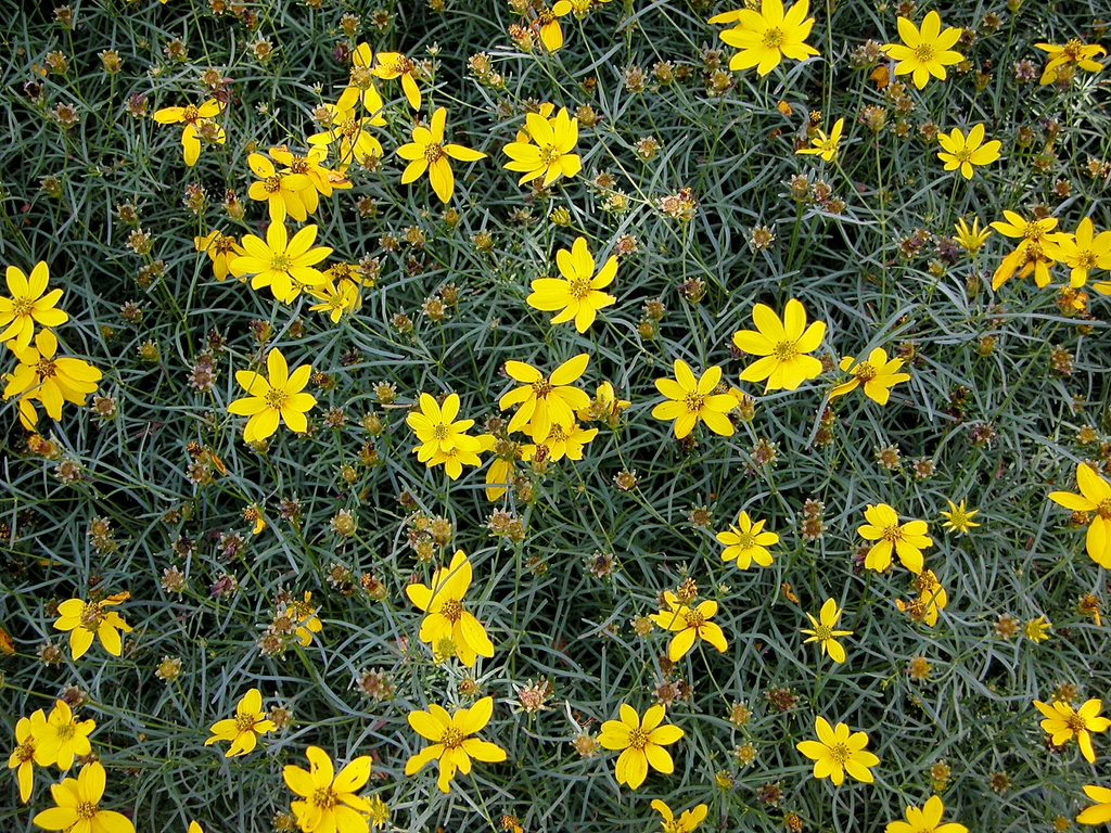 Lots of yellow daisy "flowers"