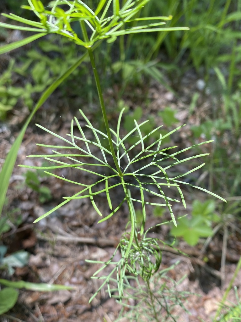 Leaves