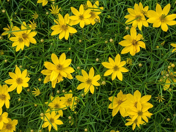 Lots of yellow daisy "flowers"