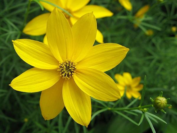 Head of yellow ray flowers and yellow disk flowers.