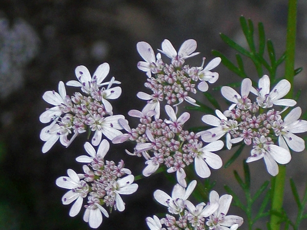 Coriandrum sativum 