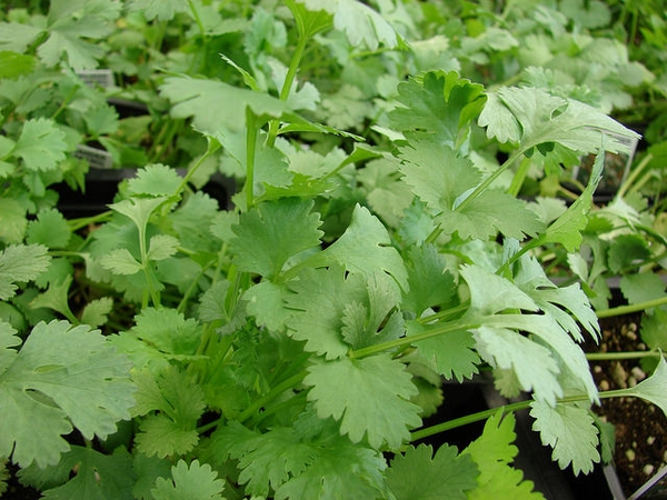 Coriandrum sativum 