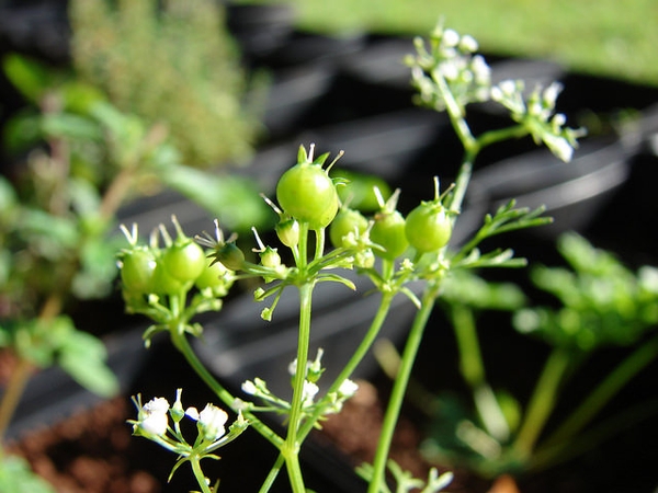 Coriandrum sativum 