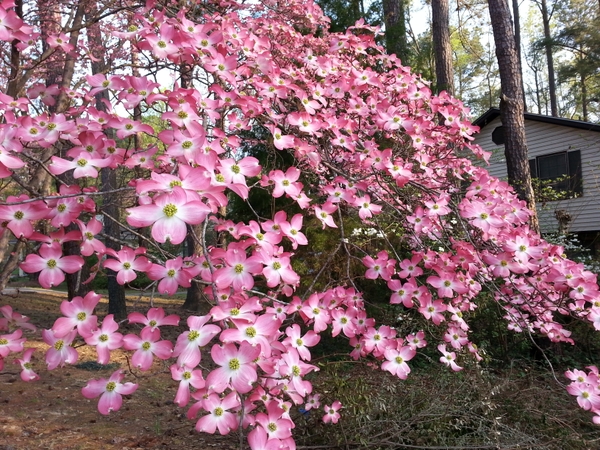 Cornus florida 
