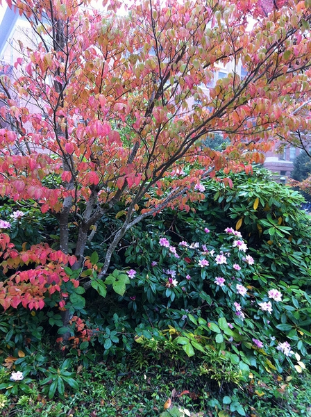 Cornus kousa