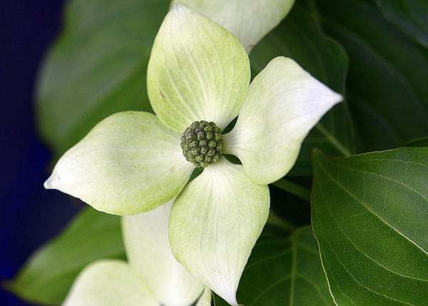 Cornus kousa