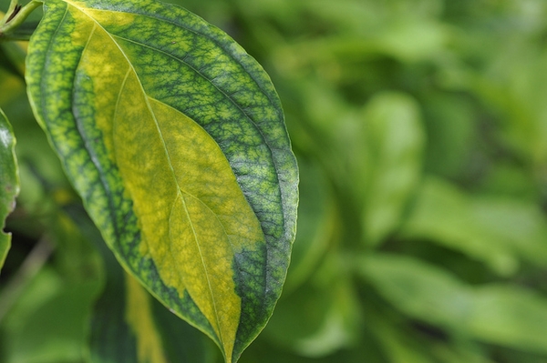 Cornus kousa 'Gold Cup'