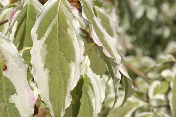 Cornus kousa 'Summer Fun'