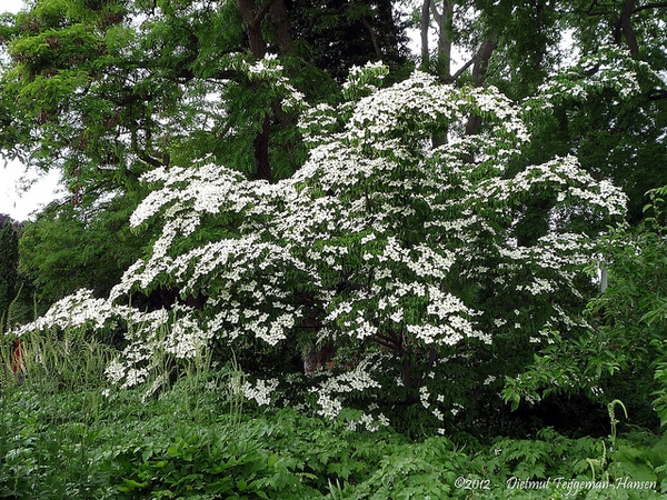 Cornus kousa