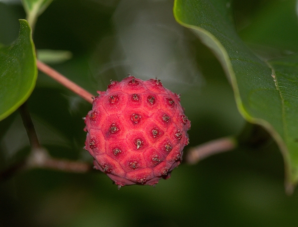 Cornus kousa