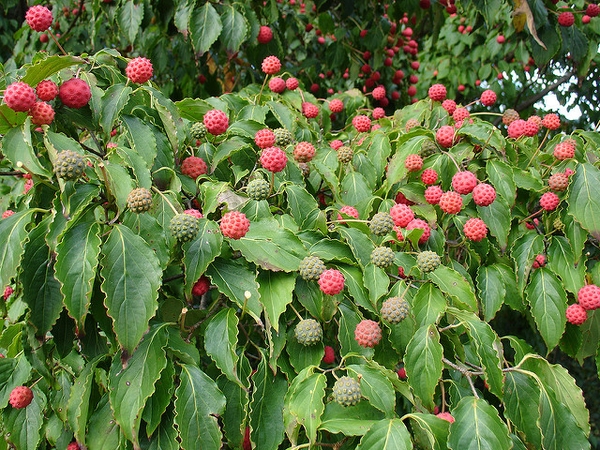 Cornus kousa
