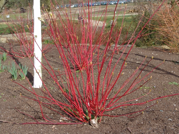 Cornus alba