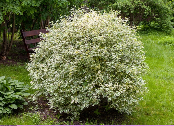 Cornus alba