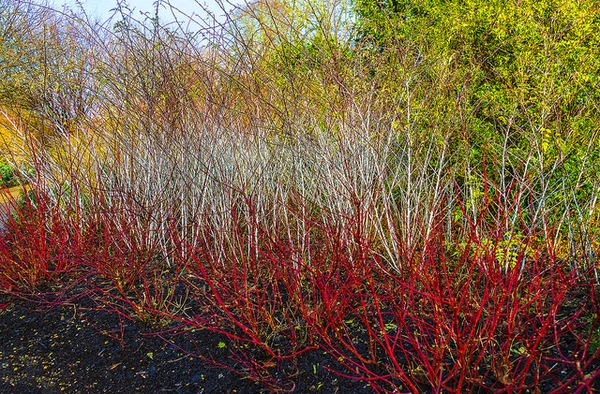 Cornus alba