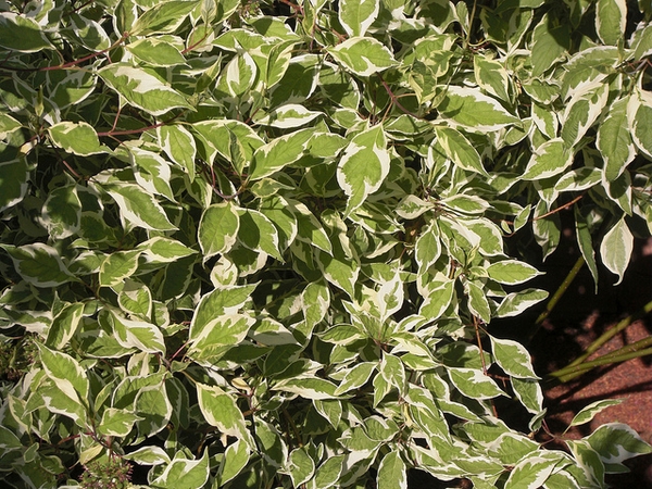 Cornus alba 'Argenteo-marginata'
