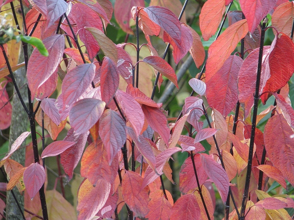 Cornus alba 'Kesselringii'