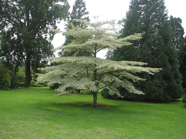 Cornus alternifolia