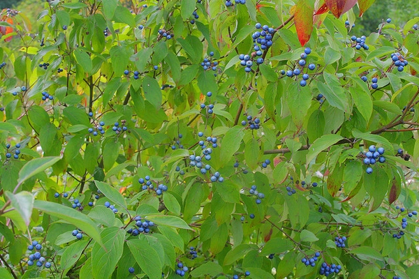 Cornus amomum
