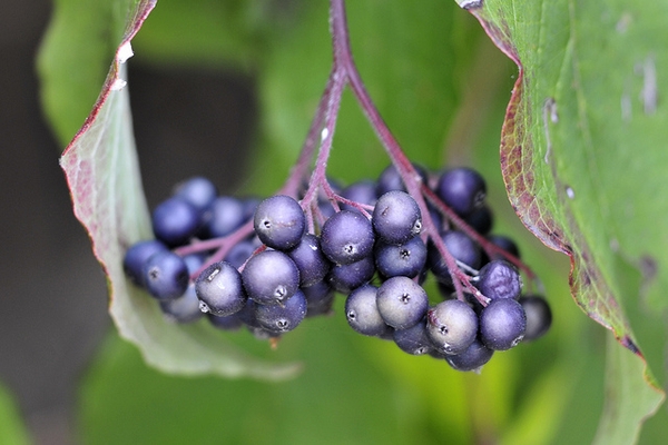 Cornus amomum