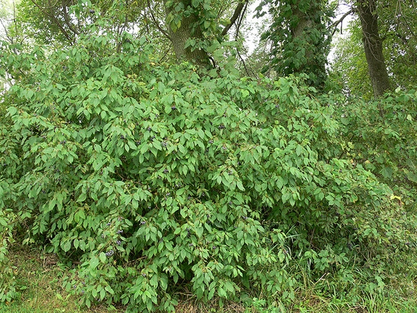 Cornus amomum