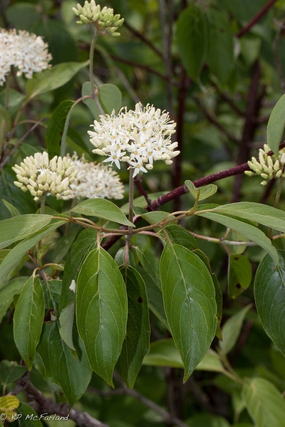 Cornus amomum
