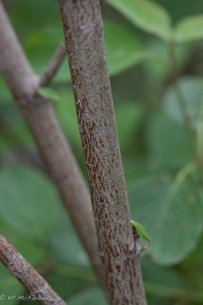 Cornus amomum