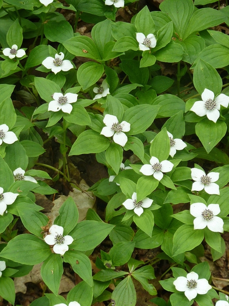 Cornus canadensis