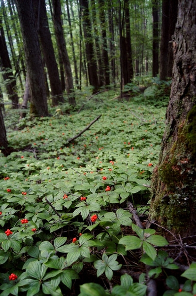 forest growth habit