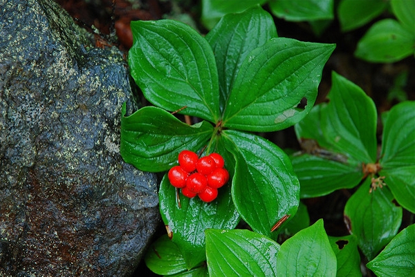 Cornus canadensis