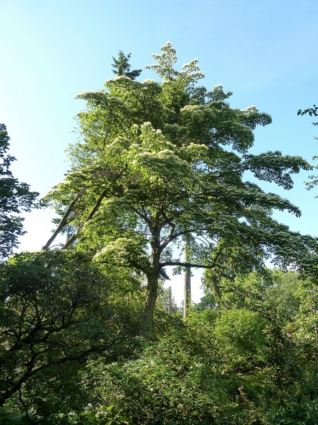 Cornus controversa