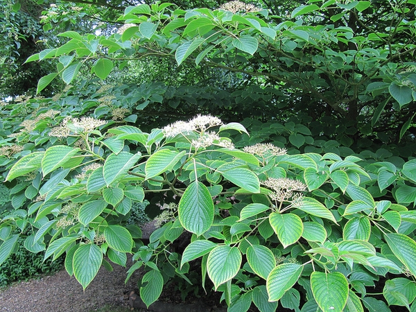 Cornus controversa 'Shikokumontana'