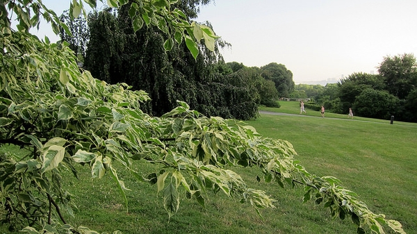 Cornus controversa 'Variegata'