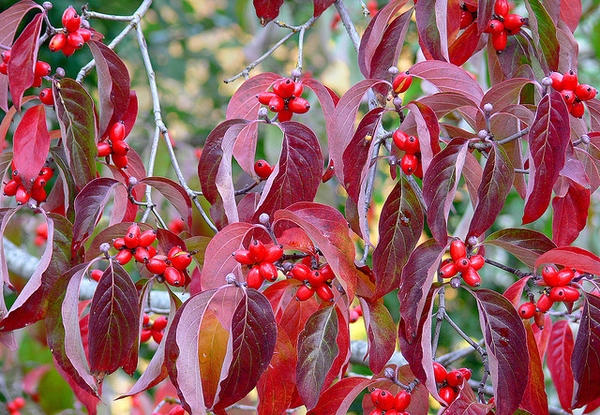 Cornus florida 