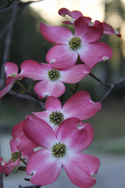 Cornus florida 