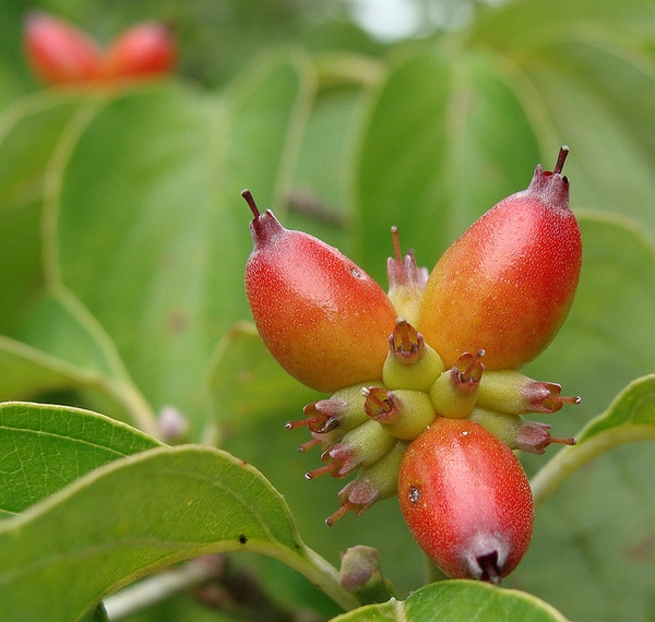 Cornus florida 