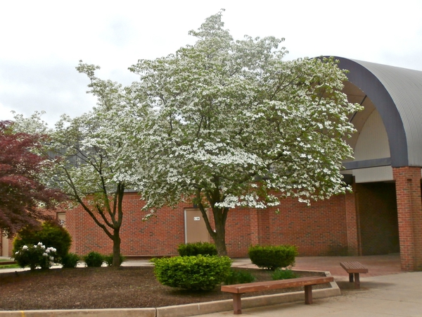 Cornus florida 