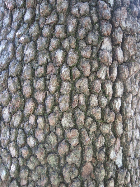 Cornus florida 