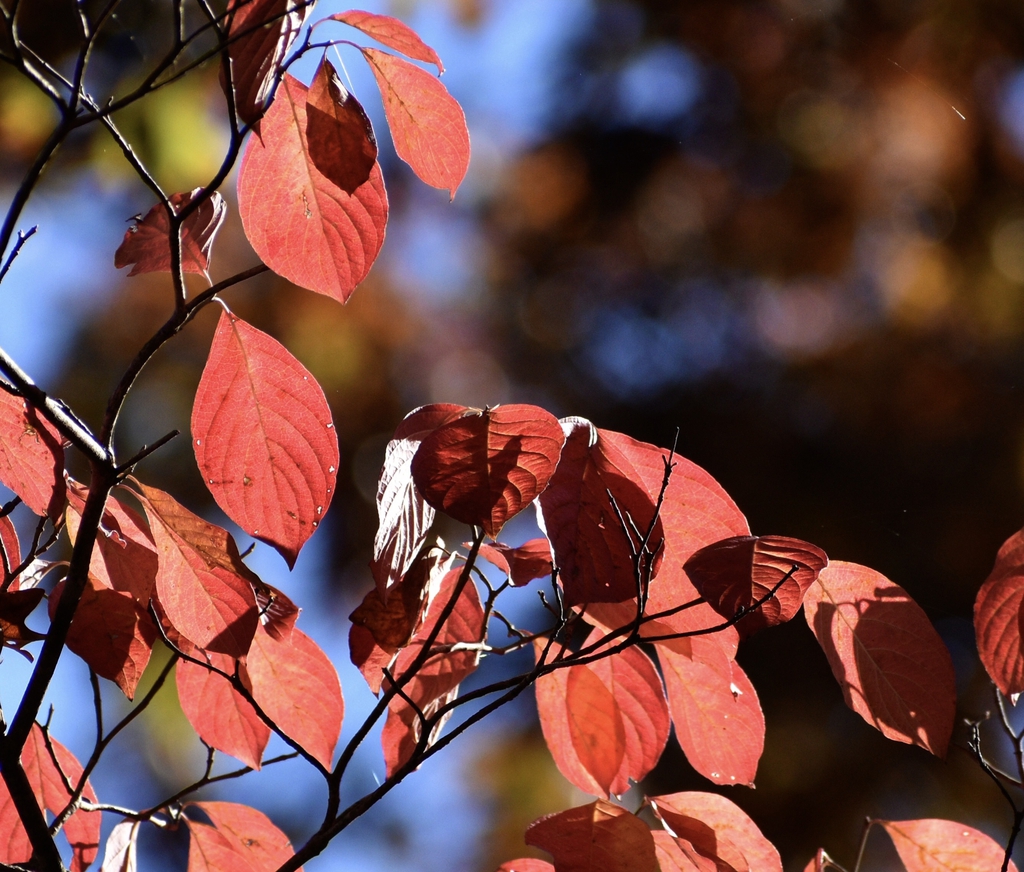 Leaves - Fall- Warren Co., NC