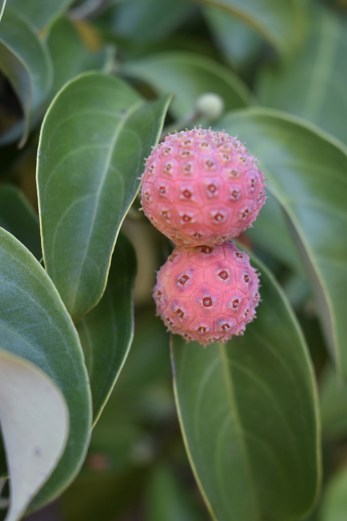 Fruit - Fall - Moore Co., NC
