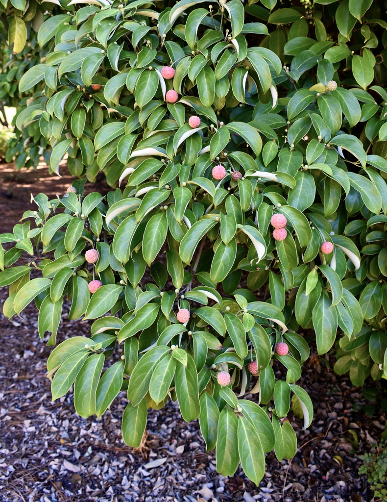 Leaves & Fruits - Fall - Moore Co., NC